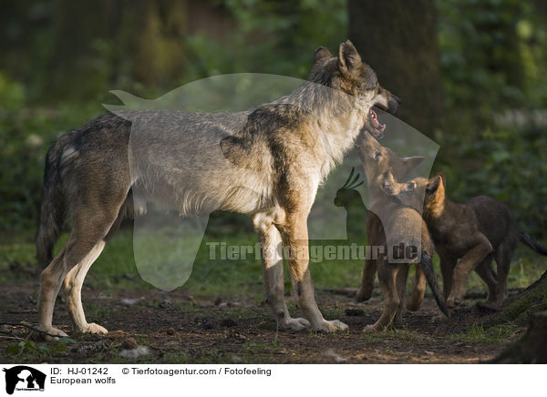 Europische Wlfe / European wolfs / HJ-01242