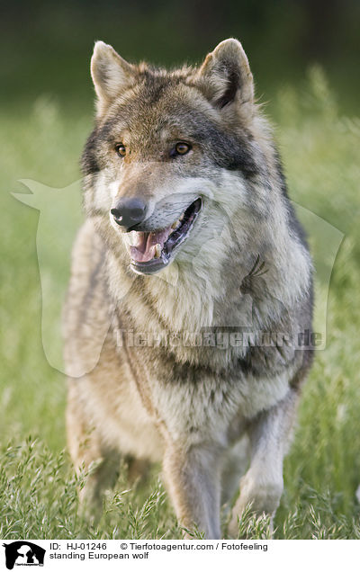 stehender Europischer Wolf / standing European wolf / HJ-01246