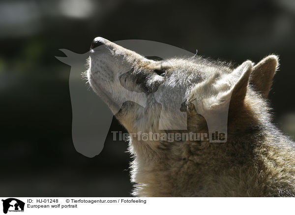 Europischer Wolf Portrait / European wolf portrait / HJ-01248
