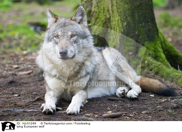 liegender Europischer Wolf / lying European wolf / HJ-01249