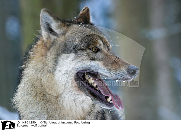 Europischer Wolf Portrait / European wolf portrait / HJ-01250