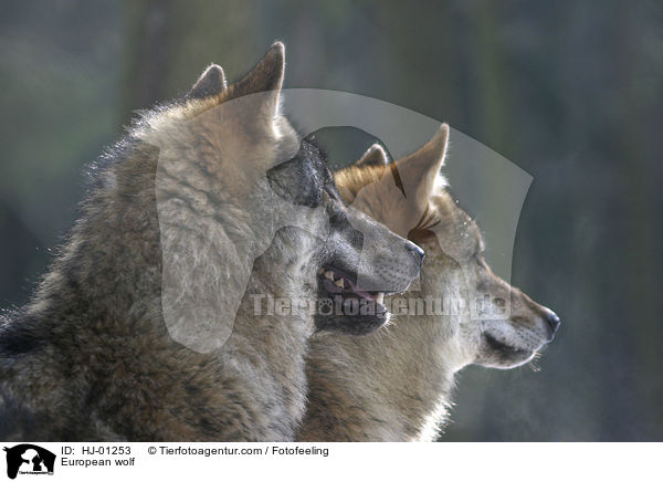 Europischer Wolf / European wolf / HJ-01253
