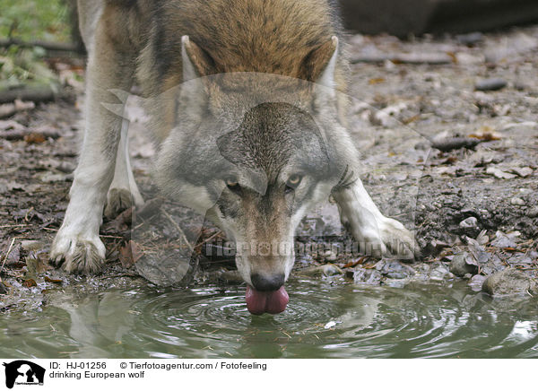 trinkender Europischer Wolf / drinking European wolf / HJ-01256