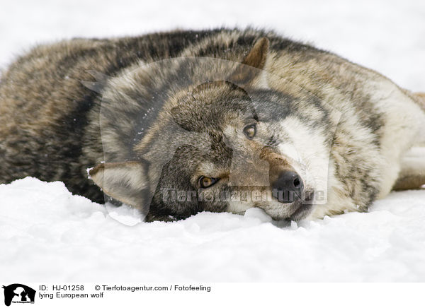 liegender Europischer Wolf / lying European wolf / HJ-01258
