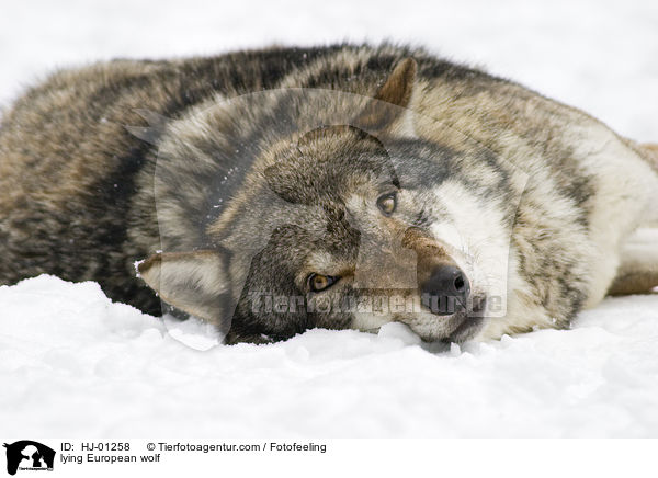 lying European wolf / HJ-01258