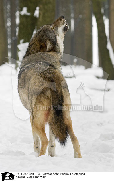 heulender Europischer Wolf / howling European wolf / HJ-01259