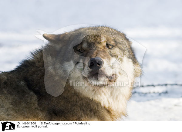 Europischer Wolf Portrait / European wolf portrait / HJ-01260