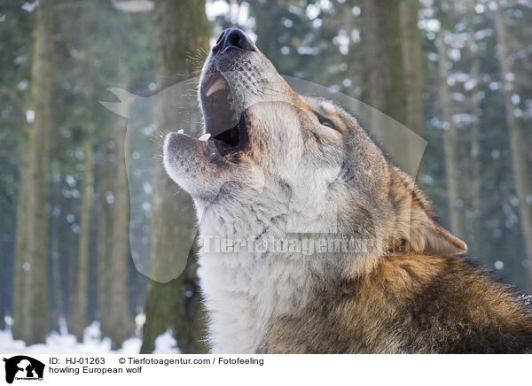heulender Europischer Wolf / howling European wolf / HJ-01263