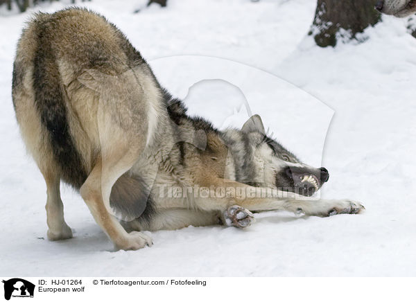 Europischer Wolf / European wolf / HJ-01264