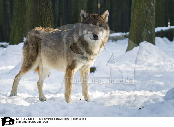 stehender Europischer Wolf / standing European wolf / HJ-01266