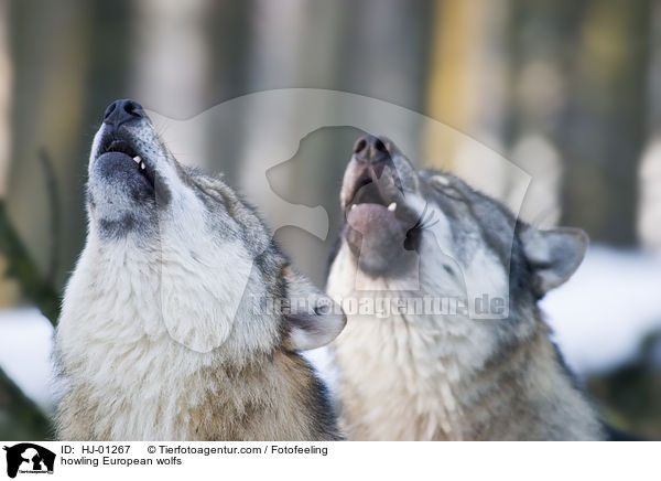 heulende Europische Wlfe / howling European wolfs / HJ-01267