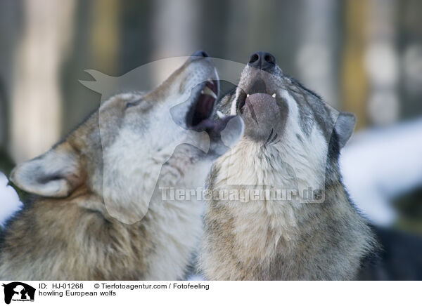 heulende Europische Wlfe / howling European wolfs / HJ-01268