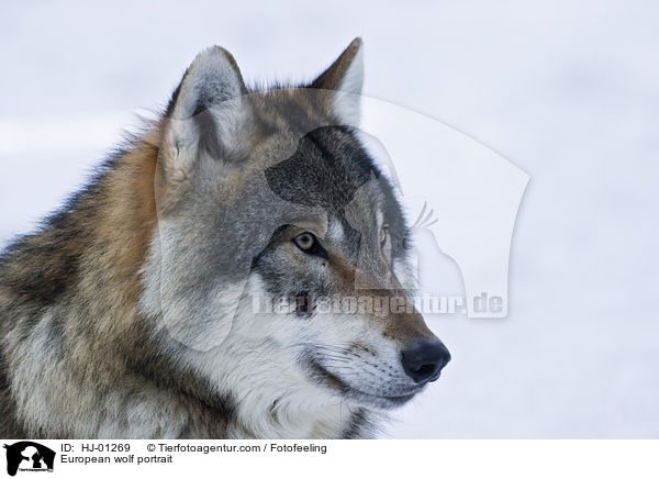 Europischer Wolf Portrait / European wolf portrait / HJ-01269