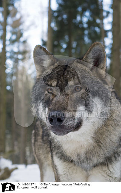 Europischer Wolf Portrait / European wolf portrait / HJ-01271