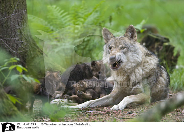 Europische Wlfe / European wolfs / HJ-01277