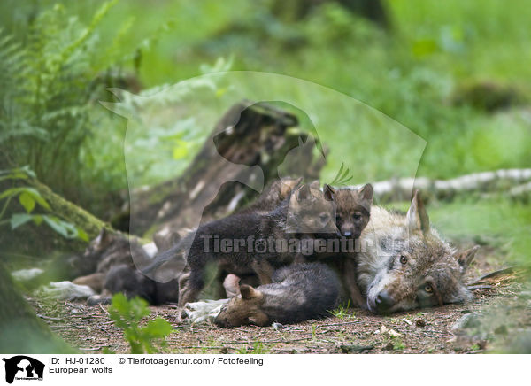 Europische Wlfe / European wolfs / HJ-01280