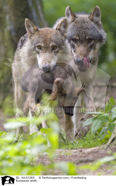 Europische Wlfe / European wolfs / HJ-01283