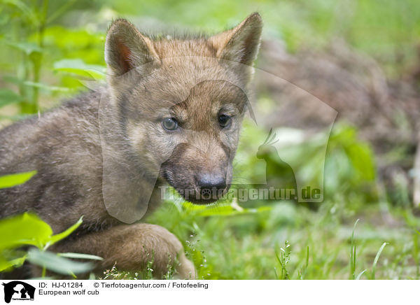 Europischer Wolfswelpe / European wolf cub / HJ-01284
