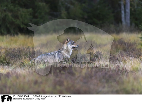 standing European Gray Wolf / PW-05544