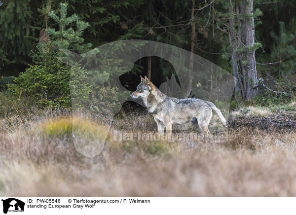 stehender Europischer Grauwolf / standing European Gray Wolf / PW-05546