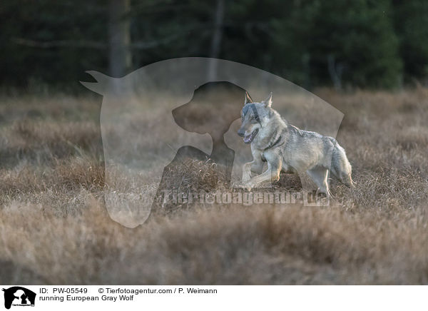 running European Gray Wolf / PW-05549