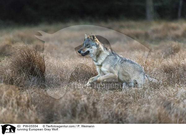running European Gray Wolf / PW-05554