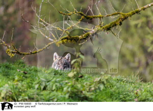 Europischer Grauwolf / eurasian grey wolf / PW-18895