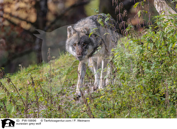Europischer Grauwolf / eurasian grey wolf / PW-18896
