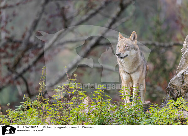Europischer Grauwolf / eurasian grey wolf / PW-18911