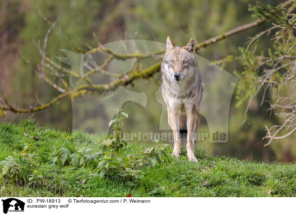 Europischer Grauwolf / eurasian grey wolf / PW-18913