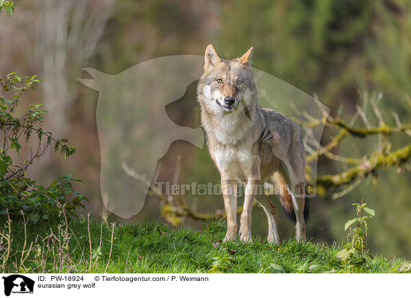Europischer Grauwolf / eurasian grey wolf / PW-18924