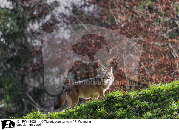 Europischer Grauwolf / eurasian grey wolf / PW-18929
