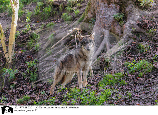 Europischer Grauwolf / eurasian grey wolf / PW-18930