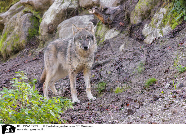 Europischer Grauwolf / eurasian grey wolf / PW-18933