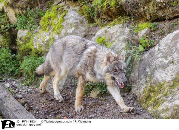 Europischer Grauwolf / eurasian grey wolf / PW-18934