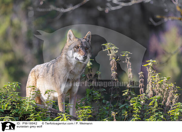 Europischer Grauwolf / eurasian grey wolf / PW-18942