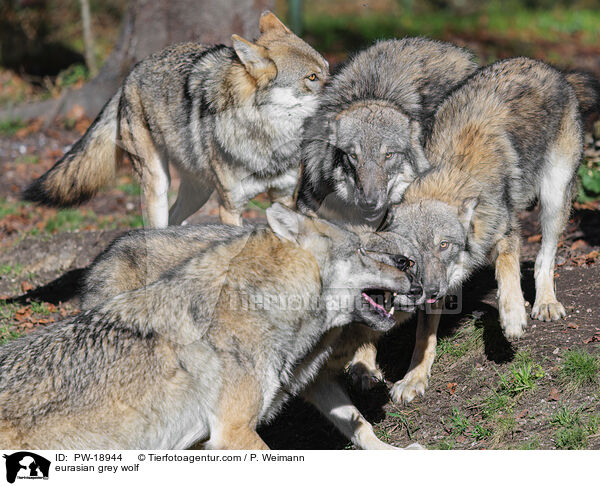 Europischer Grauwolf / eurasian grey wolf / PW-18944
