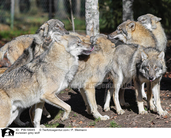 Europischer Grauwolf / eurasian grey wolf / PW-18945