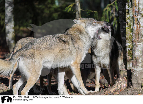Europischer Grauwolf / eurasian grey wolf / PW-18947