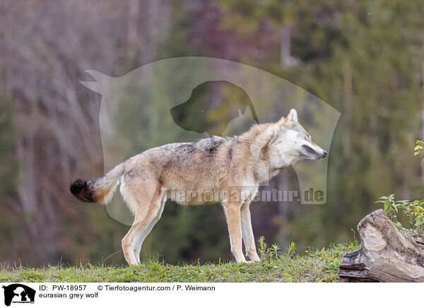 Europischer Grauwolf / eurasian grey wolf / PW-18957