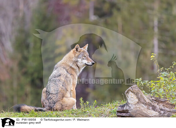 Europischer Grauwolf / eurasian grey wolf / PW-18958