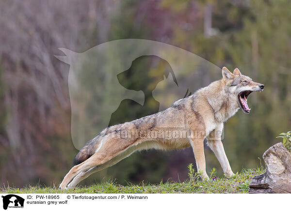 Europischer Grauwolf / eurasian grey wolf / PW-18965