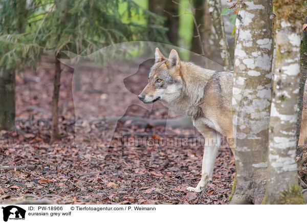 Europischer Grauwolf / eurasian grey wolf / PW-18966