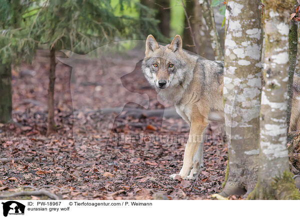 Europischer Grauwolf / eurasian grey wolf / PW-18967