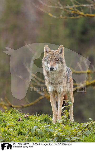eurasian grey wolf / PW-18973