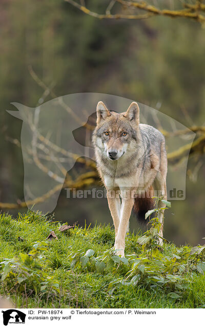 Europischer Grauwolf / eurasian grey wolf / PW-18974