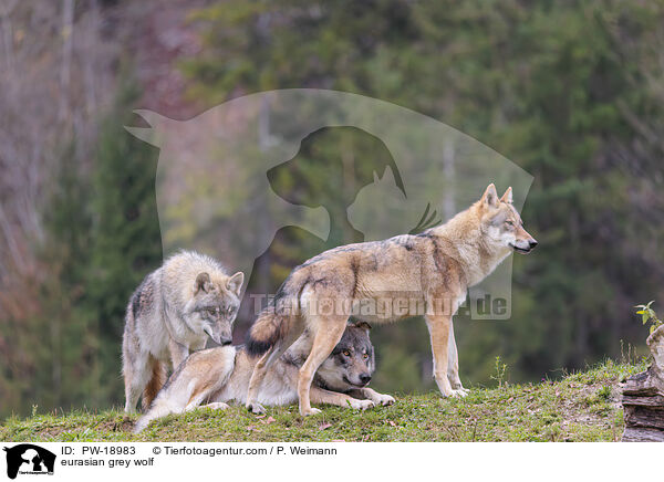 Europischer Grauwolf / eurasian grey wolf / PW-18983