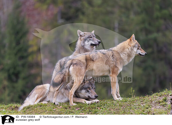 Europischer Grauwolf / eurasian grey wolf / PW-18984