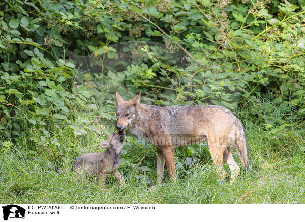 Europischer Grauwolf / Eurasian wolf / PW-20269