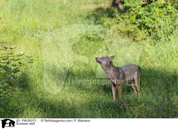 Europischer Grauwolf / Eurasian wolf / PW-20271